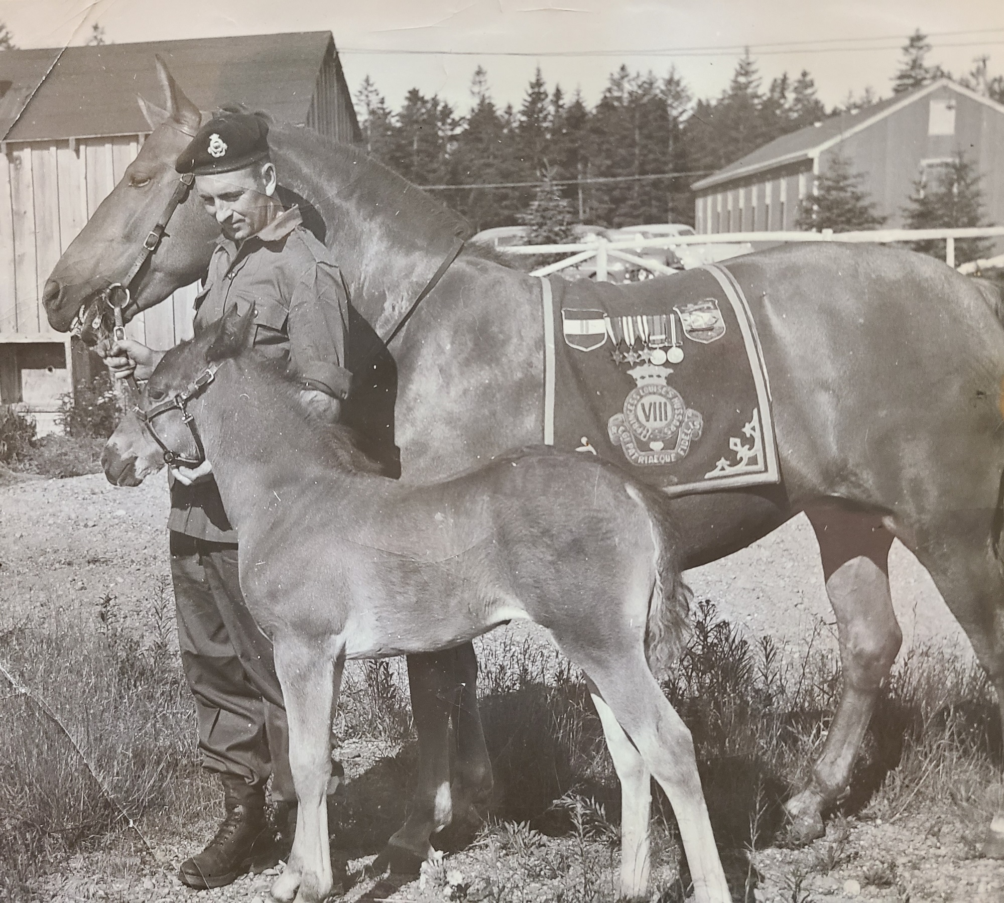 Sergeant Gordon Bickerton with Princess Louise and foal, Camp Sussex 1954.