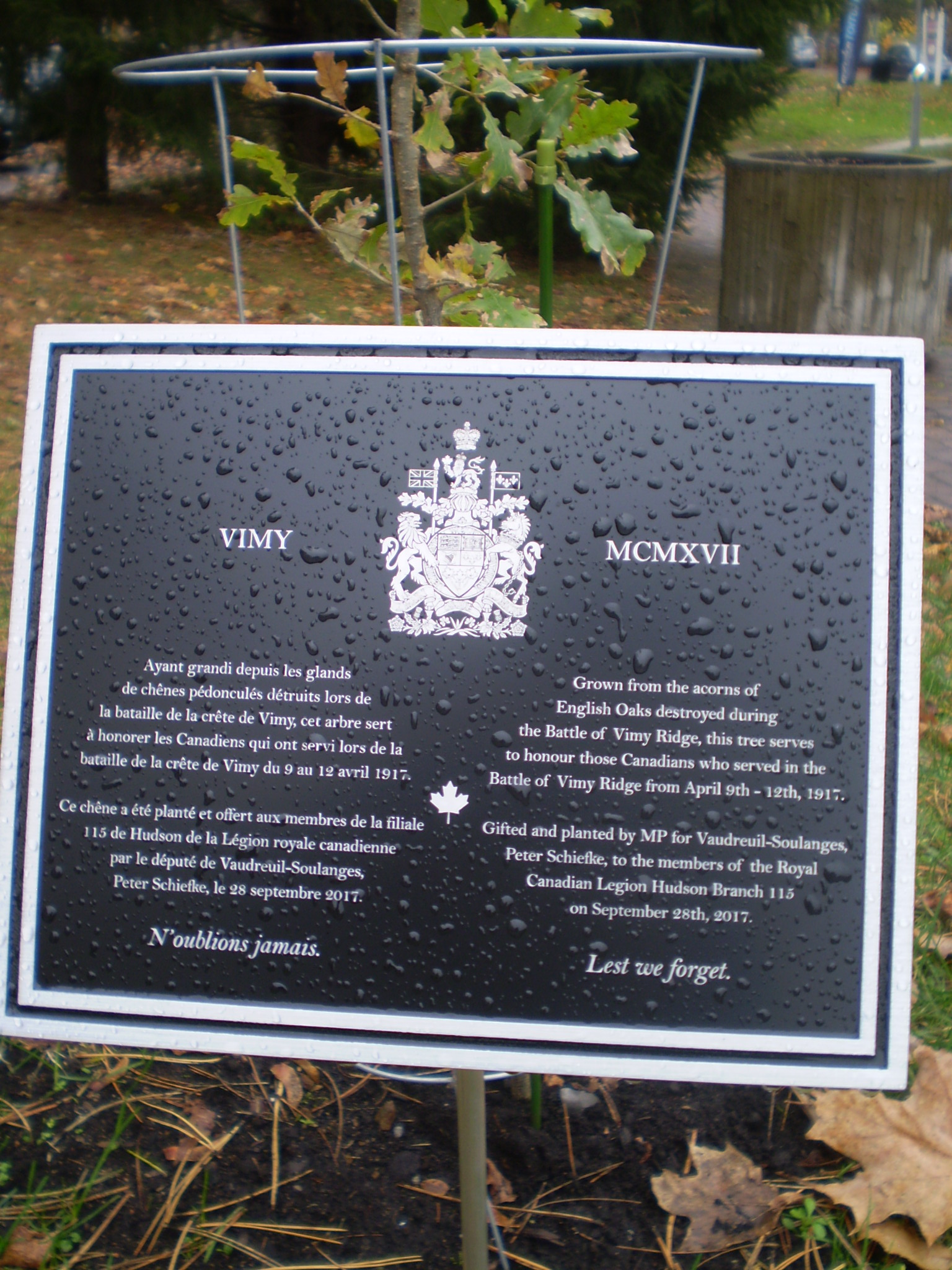 Vimy Oak and plaque