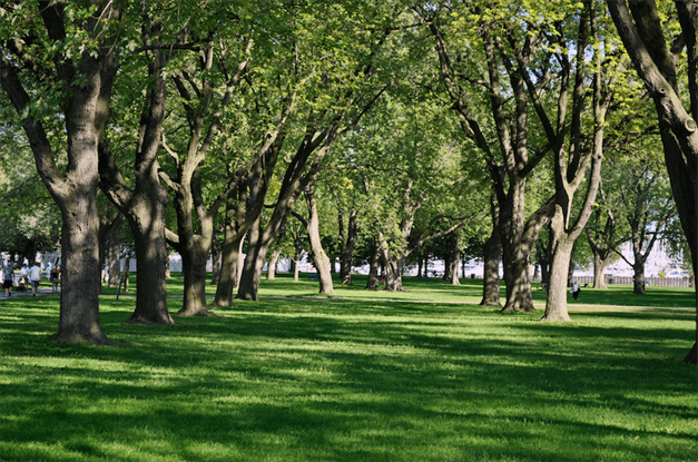 Groves of Coronation Park