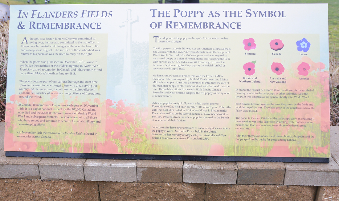 In Flanders Field, remembrance and poppy storyboard