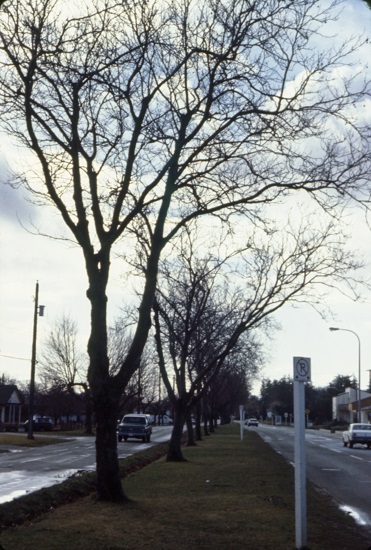 Shelbourne Memorial Avenue, 1974.