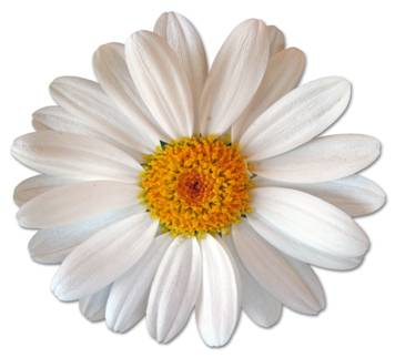 Marguerite : l'espoir et la résistance