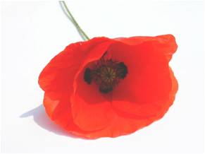 Coquelicot : la commémoration