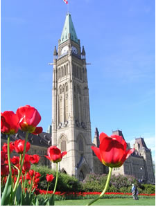 Tulips