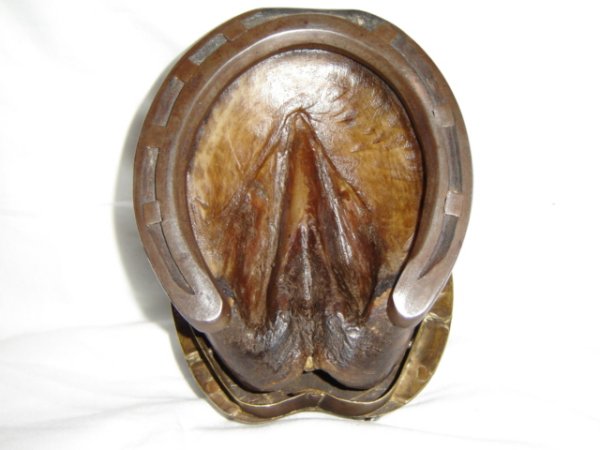 Horse Hoof Ink Well (bottom)
