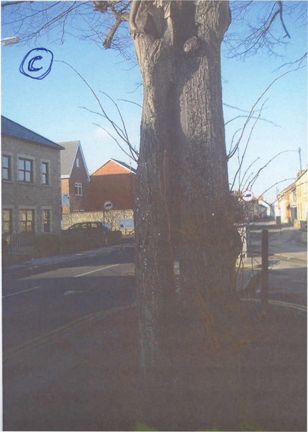 Photo 3 of Willow tree