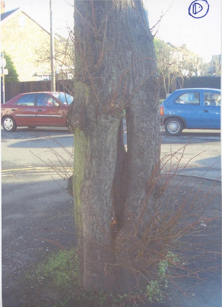 Photo 4 of Willow tree