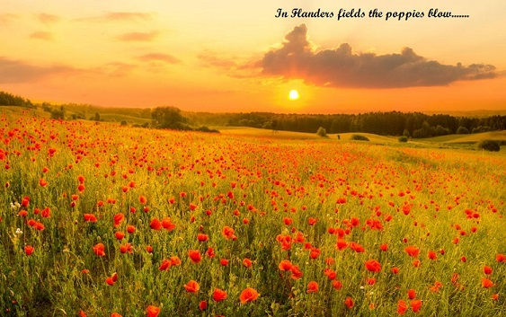 Flanders Field