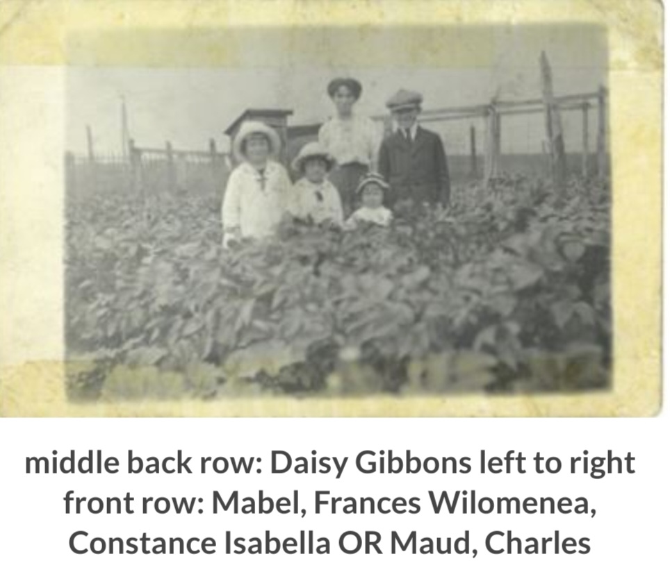 Photo of Percy Williams Gibbons