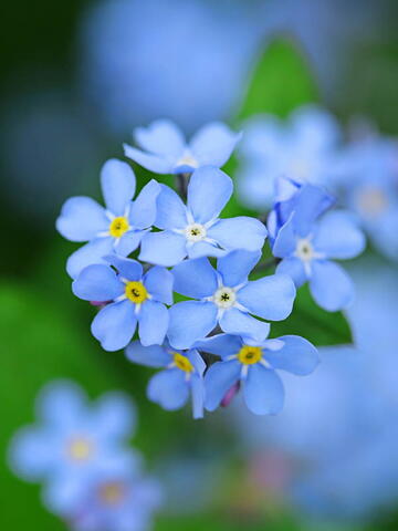 Forget me not